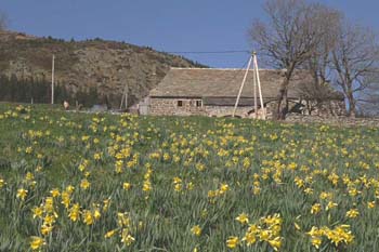 farm